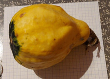 10 semi Zucca Ornamentale 2