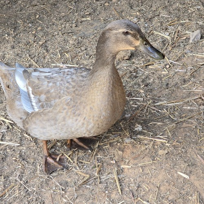 #ad #ad 6 Khaki Campbell Duck Hatching Eggs **read** $19.99