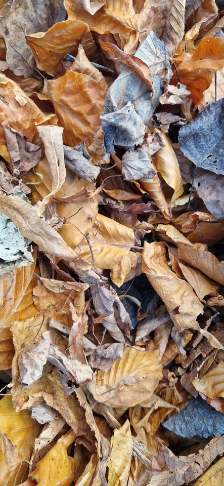 ALL THINGS NATURE Bioactive Leaves only NEW leaf litter Oak Birch Beech+ Mix Insect Reptile Spider