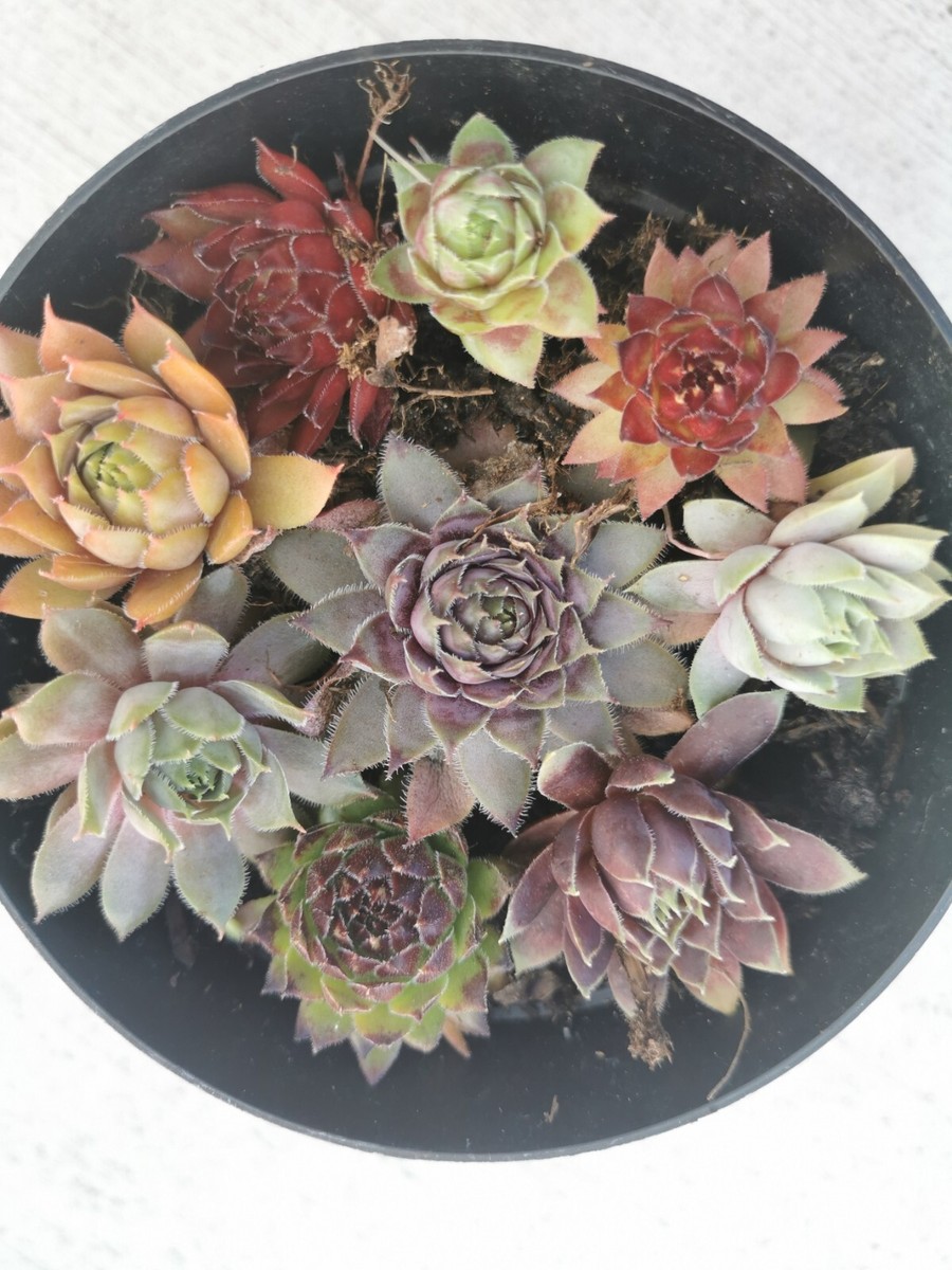 Succulents 9 varieties Hen and Chick Sempervivum Indoor Outdoor Cold Hardy  | eBay