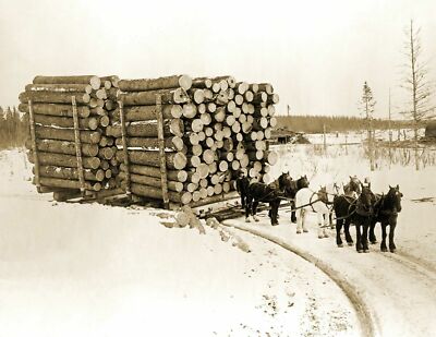1909 Huge Load of Logs Pine Island Minnesota Old Photo 8.5'' x 11'' Reprint