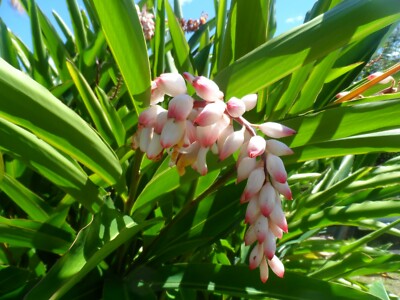 4x Shell Ginger Alpinia Zerumbet Live Porcelain Lily Plant Rhizome Exotic Flower Ebay