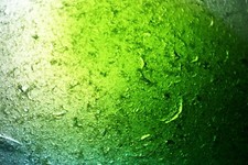 Sea Glass - 109g DAVENPORT BOTTOM GREEN C's Swirl Multi Multicolor XL JQ you35