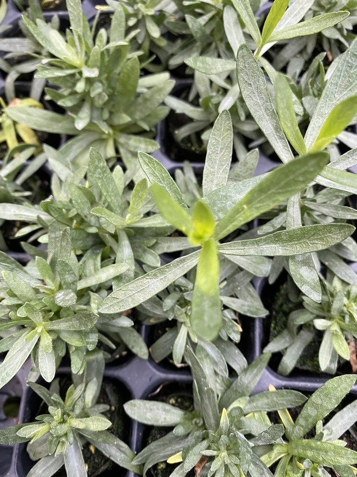 3X PERENNIAL HERB FRENCH TARRAGON PLUG PLANTS GREY FOLIAGE CULINARY