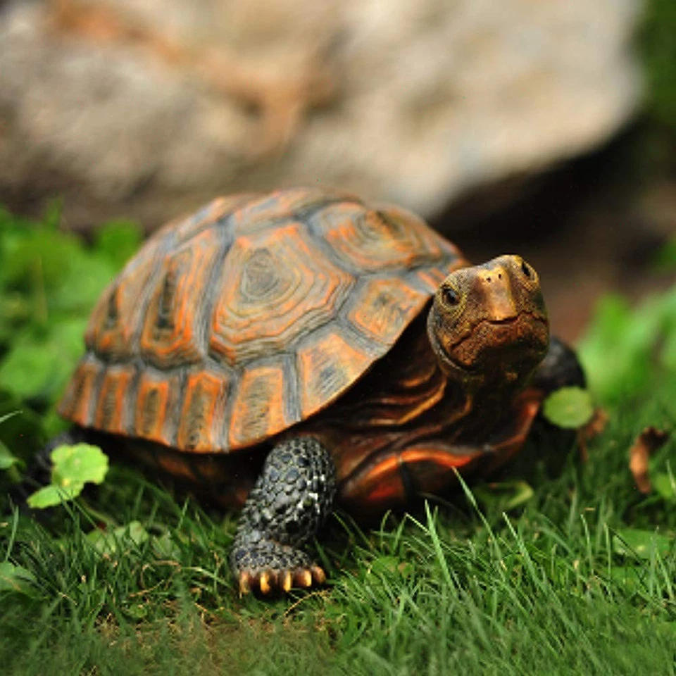 Estatua de Tortuga Poliresina, Estatua Exterior, Decoración de Patio para Hogar y Jardín de Hadas... Foto 3 de 4