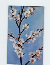 Postcard Prunus Armeniaca Linn Botanical Museum Harvard University Massachusetts