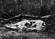 Showing two bagged lions 1910 OLD PHOTO