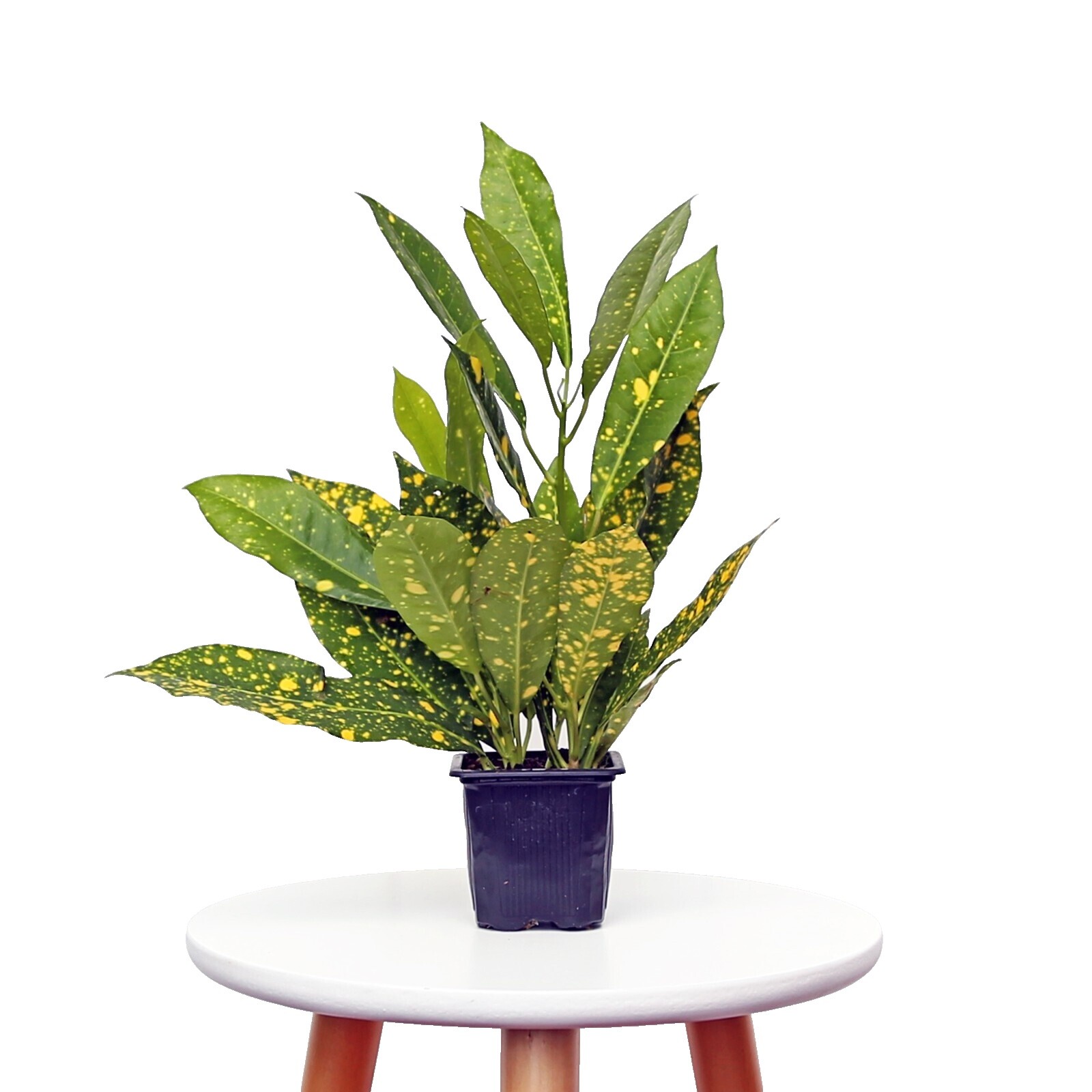 Croton Plant | eBay