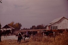 1953 Cattle Ranch Alabama Kodachrome Red Border Vintage 35mm Slide 1950's JNA5