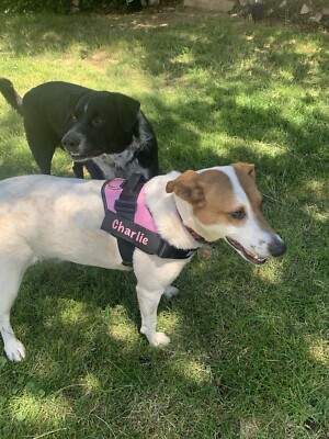 Custom Name Dog Harness w/ FREE Leash and Patch size xs XXL FAST SHIPPER 