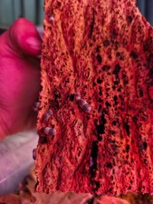 10 Panda King Isopods Cubaris Sp. -Live Bioactive Cleanup Crew