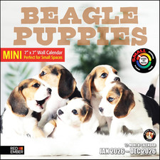 Beagle Puppies 2026 Mini Wall Calendar 12 Month  7" x 14" Open  Thick  Sturdy