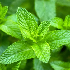 Peppermint Seeds – Non-GMO Heirloom – Mint for Tea, Garden, Pots, Herb, Bees