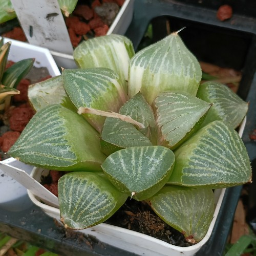 Haworthia Picta " Red Sun" variegated About 8cm Succulent - Picture 2 of 3