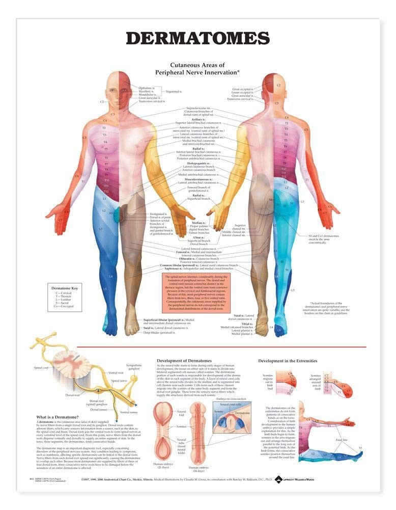 Dermatomes Anatomical Chart Anatomical Chart Company - Image 2