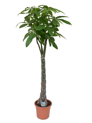 Pachira aquatica Glckskastanie Zimmerpflanze Grnpflanze Wilder Kakaobaum  | eBay