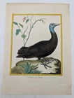 Original Engraving - Raptor - Brazilian Vulture - Martinet & Buffon, circa 1770
