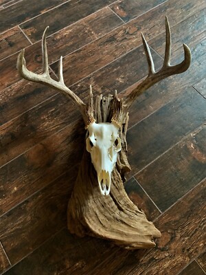 DEER SKULL On DRIFTWOOD Taxidermy MOUNT Hunting Hunt ANTLERS | eBay