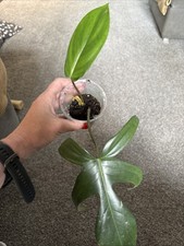 Philodendron Florida Green Grown From A Cutting From My Mother Plant