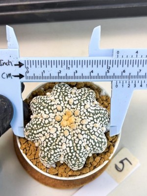 Astrophytum Star Shape (at2) (y5) | Rare Cactus