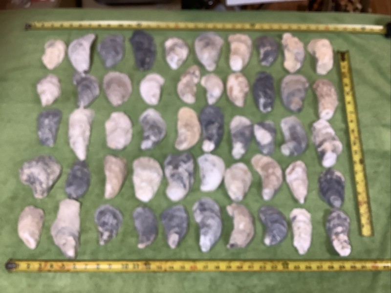 Lot of 50 Atlantic Oyster Shells 3.5 To 5 Inches   Long Polished In The Ocean