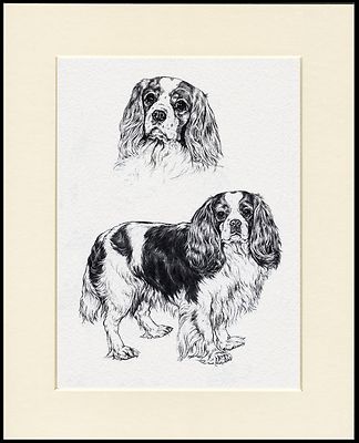 cavalier kc spaniel