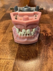 Vintage Dental Columbia Dentoform /Typodont/ Rare REAL GOLD dental inlay Dental 