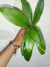 Hoya Butokensis grüne Blätter kostenloser Pflanzenschutzversand DHL Express