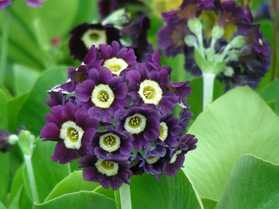 Garden or Border Auricula : Blues, Purples : 60 Seeds : Alpine Primula   - Image 2 of 4