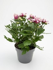 Purple Chrysanthemum Plant in 12cm Pot – Autumn Bloom |