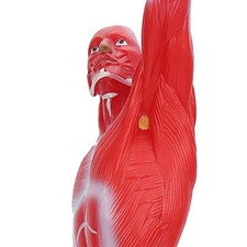 50cm Muscular System Model Human Muscles Model Displaying Body Muscle Structu