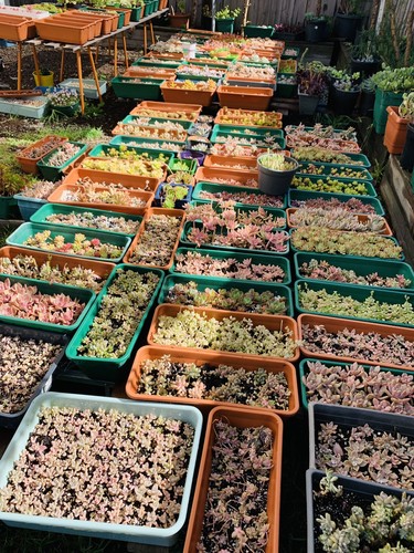 succulents 25 Cuttings + Baby Plants With Roots - Picture 5 of 12