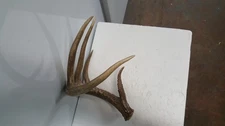 WILD 5pt 74-5/8" WHITETAIL DEER ANTLER SHED antlers mule mount elk moose