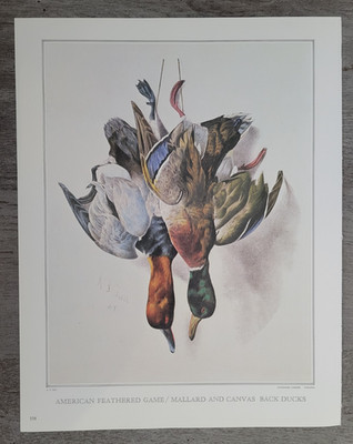 AMERICAN FEATHERED GAME MALLARD & CANVAS BACK DUCKS Currier & Ives 15X12'' Print
