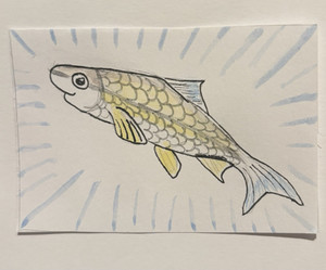 ACEO Art Card Original, Watercolor and pen, Unframed, Cape Fear Shiner fish 