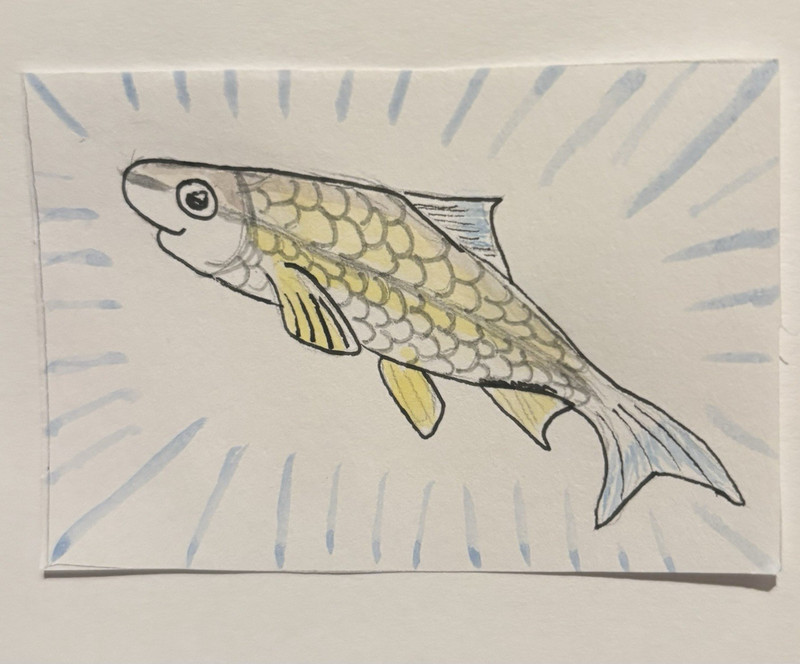 ACEO Art Card Original, Watercolor and pen, Unframed, Cape Fear Shiner fish 