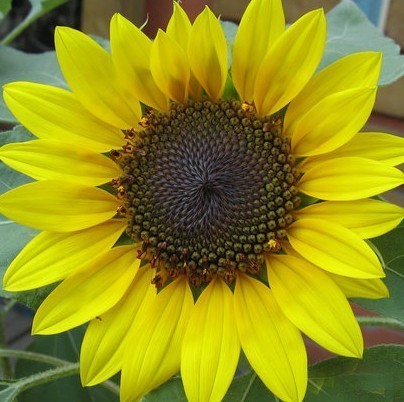 FREE POST AUSTRALIA RARE SUNFLOWER SEEDS RED BLACK VELVET YELLOW EXOTIC SEED - Picture 58 of 66
