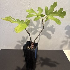 The God Father Fig Tree 🌲