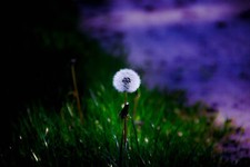 Landscape nature dandelion Custom Gaming Mat Desk