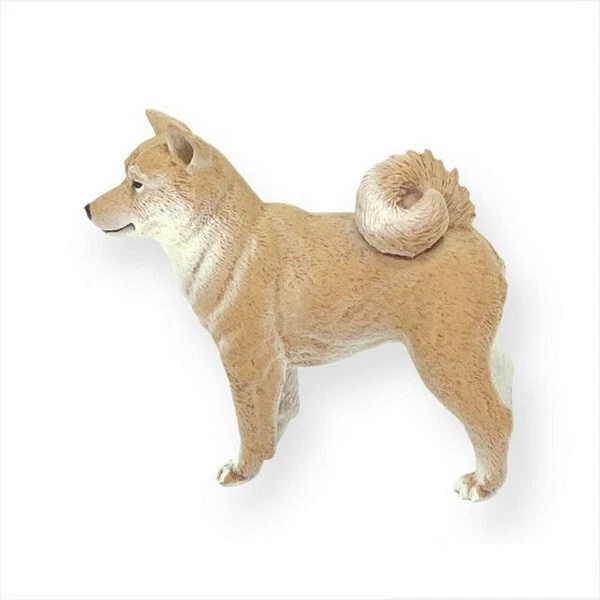 Shiba inu show dog 2025