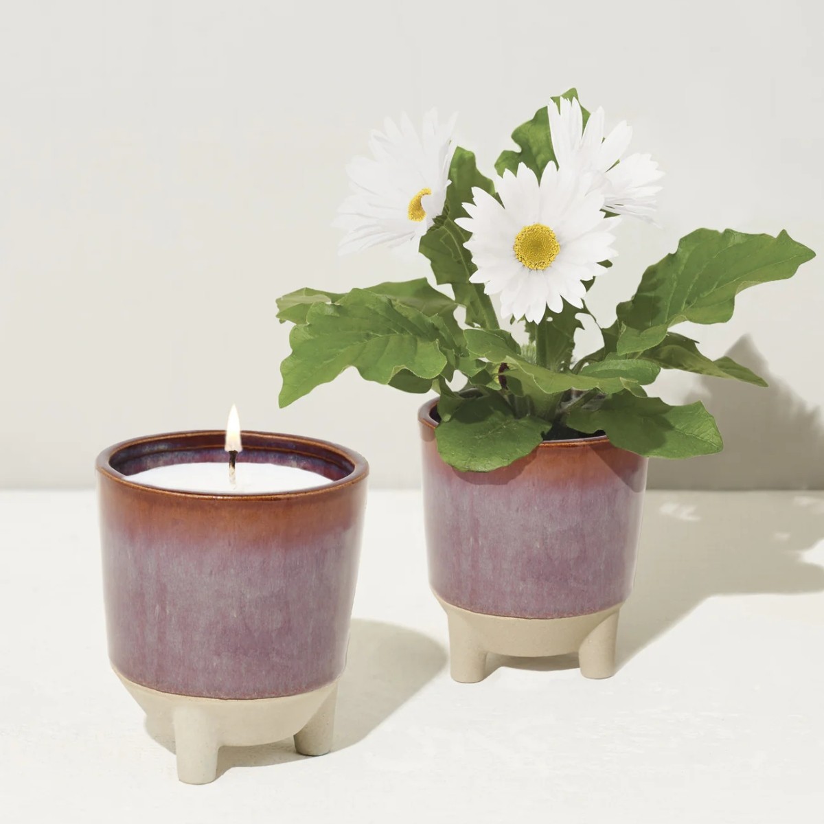 Glow and Grow Modern Sprout Ceramic Wildflower Scented Candle Kit, Daisy Seeds