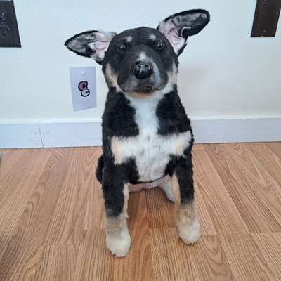 Cuddle Clones Black Lab Pitbull Mix  Audtralian Kelpie ? Dog Real Life Plush