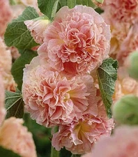 30+ SALMON GIANT DANISH DOUBLE HOLLYHOCK  FLOWER SEEDS / PERENNIAL