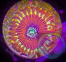 SAF~Magician Zoanthid Coral Frag, Colony, “WYSIWYG” Paly, Zoa
