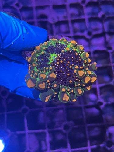 OG Godzilla Bounce Mushroom Coral LPS