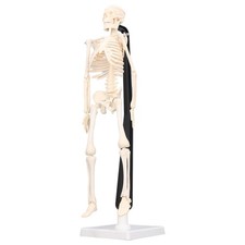 Human Skeleton Model 42cm Flexible PVC Teaching Skeleton Model✈