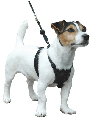 non pulling harness for dogs