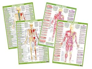 Muscle Chart With Exercises