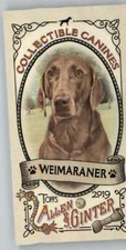2019 Allen and Ginter Collectible Canines Mini #CC-21 Weimaraner