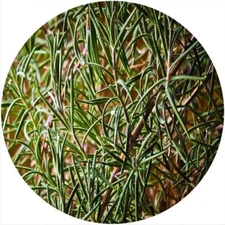 Slipmat Scratch Pad Felt for any 12" Turntable LP DJ Record Player New HERBS